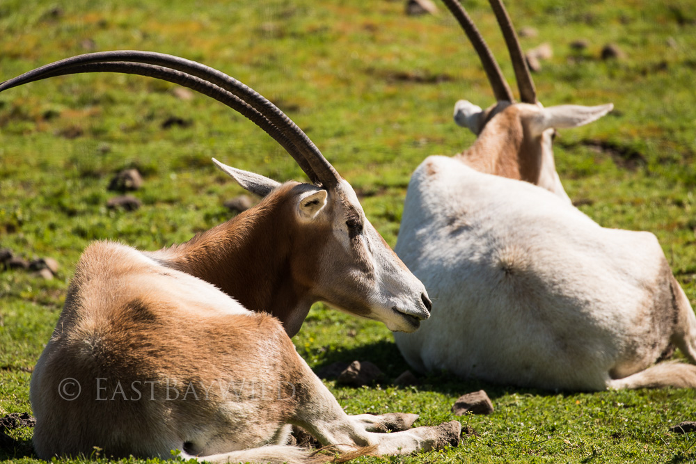 Scimitar Oryx