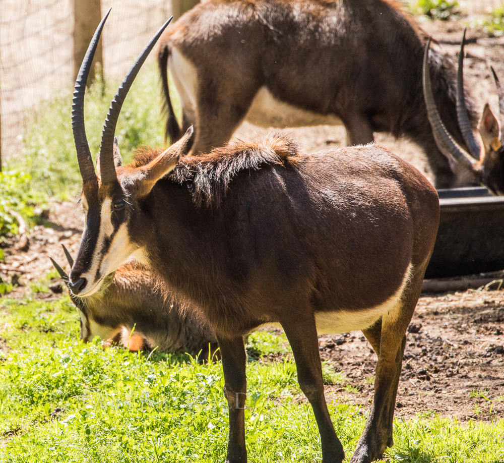 Sable Antelope