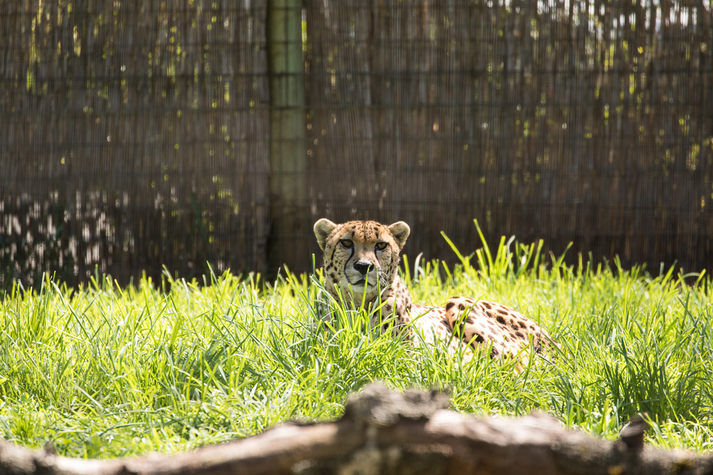 Cheetah