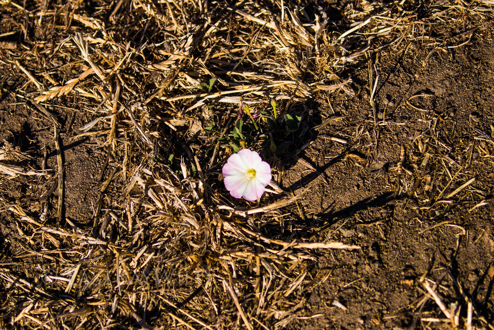 Field Bindweed on the South Pasture Trail